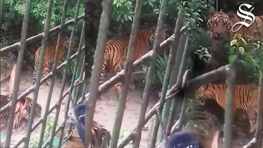 tiger_bytes_web-final.jpg