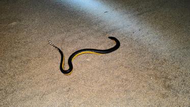 snake.jpg