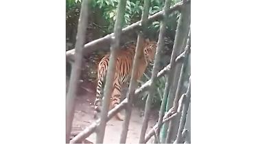 tiger.jpg