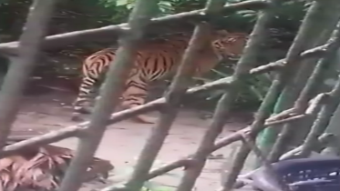 tiger visits forest station in Sundarban