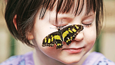 butterfly-effect.gif