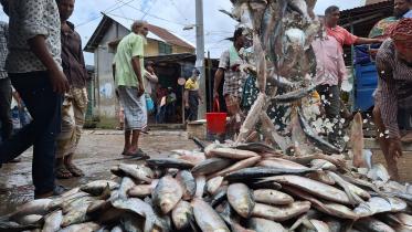 hilsa-1.jpg