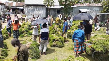 rajbari-amid-aman-season.jpg