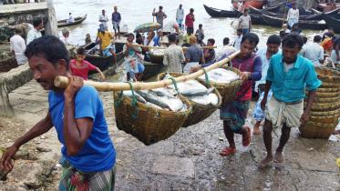Hilsa Revives Fishers' Smiles