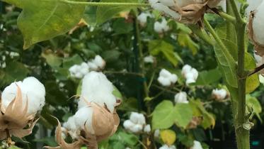 Bangladesh starts growing genetically-modified cotton