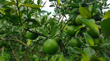 green-malta.jpg