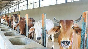 dairy-board-bill.jpg