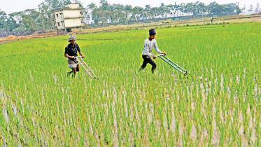 aman-rice.jpg