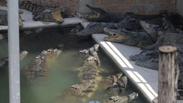 crocodiles.jpg