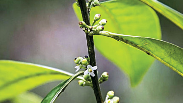 small-brazil-tree.jpg