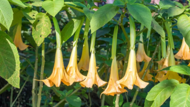devil's breath - scopolamine - Brugmansia