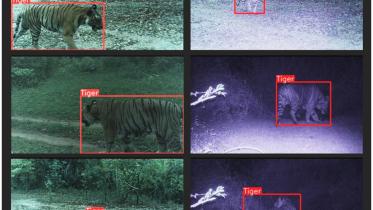 tiger.jpg