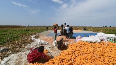 maize_photo-.jpg