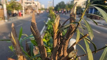 tree-web.jpg