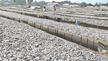 dried_fish.png