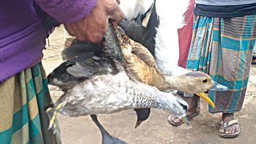 kaleem-bird.jpg