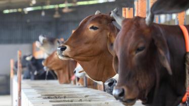 Beef will not be imported: commerce minister