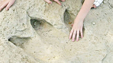 softdinosau.jpg