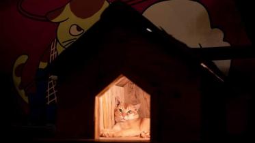 capawcino-cat-cafe.jpg