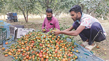 orange_farmers.png