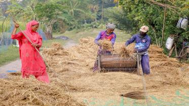 Paddy purchase by the Bangladesh Government is low 