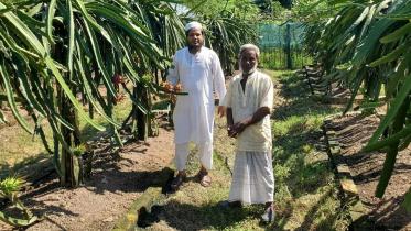 dragon-fruit-cultivation.jpg