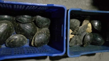 tortoise