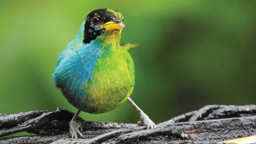bird.jpg