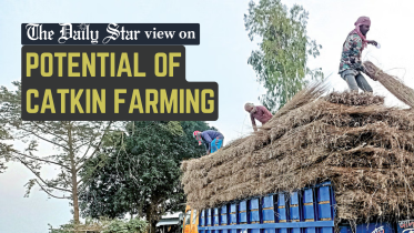 Potential of Bangladesh Catkin Farming