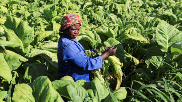 tobacco field