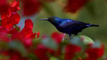 sun bird