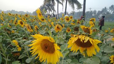 sunflower