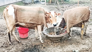 cow.jpg