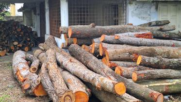 who-felled-trees.jpg