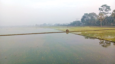 boro-field.jpg