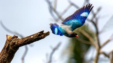 dollarbird