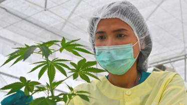 marijuana_thailand.jpg