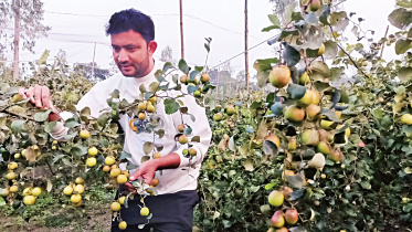 lalmonirha-tkurigram-plumfruit.jpg