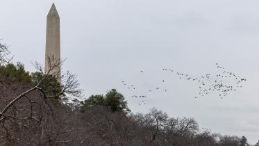 Birds