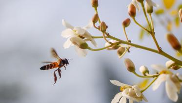 honey bee