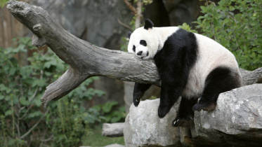 panda.jpg