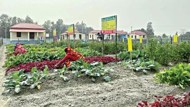 tangail_picture.jpg