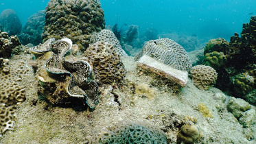 coral-in-labs.jpg