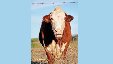 the-rise-of-zoonotic-tuberculosis.jpg