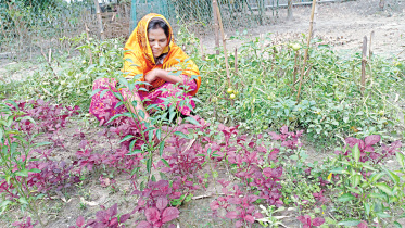 rangpur_climate_smart_garden.jpg