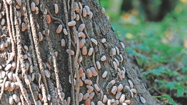 mealybug-infestation.jpg