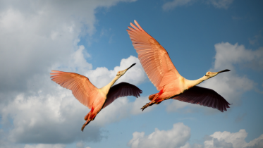 flamingo.png