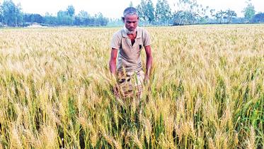 wheat.jpg