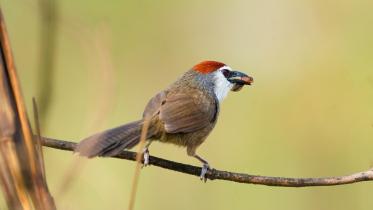 nature_quest_bird.jpg