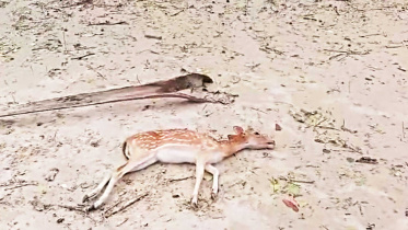 remal-animal-dead.jpg